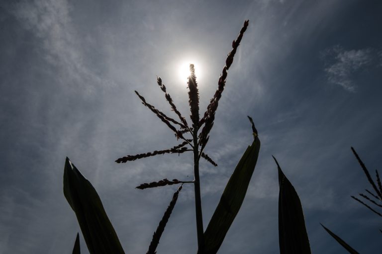 Farmers worried about lack of rain