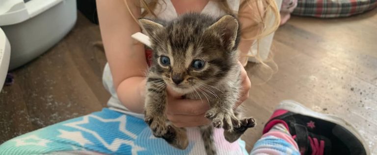 Fires in Chapais: a refuge in Chibougamau collects the animals of the evacuees