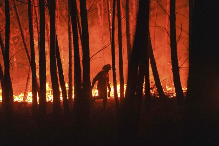 Forest fires |  Portugal prepares for a difficult year