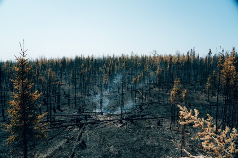 Forest industry |  Harvest burned trees before it’s too late