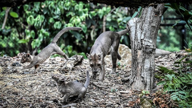 Gazelle de Mhorr, fossas, bush dogs… Rare births listed at the Paris Zoological Park