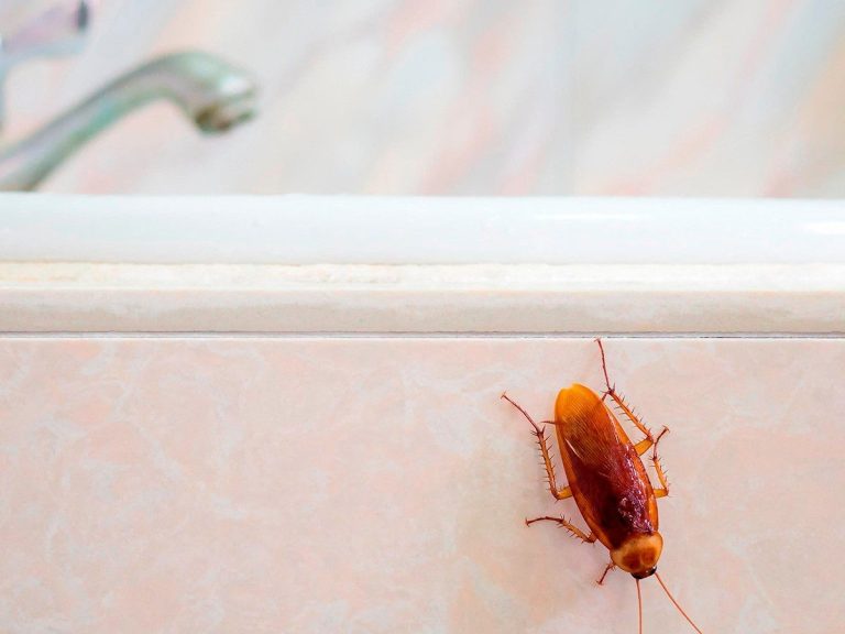 How to fight pests naturally at home?