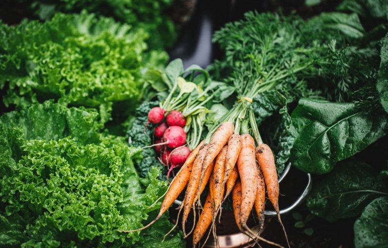 How to fill holes in the vegetable garden in summer