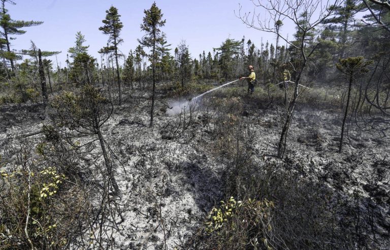 Hundreds of international firefighters as reinforcements to fight the fires in Canada