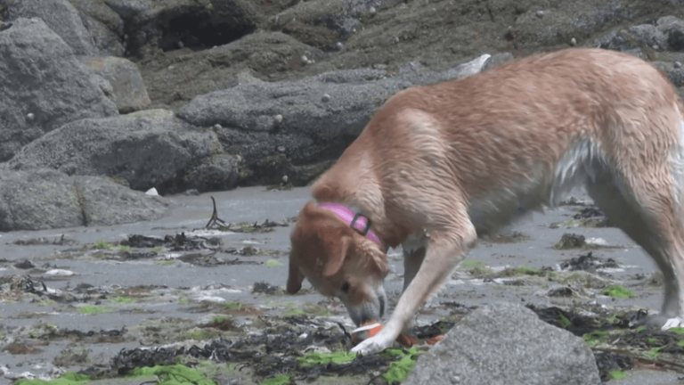 Ille-et-Vilaine: a cani-beach in Saint-Briac-sur-Mer