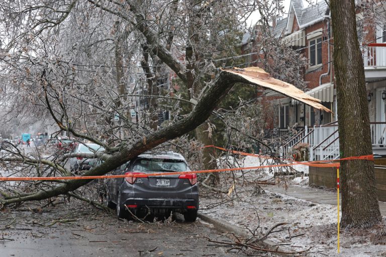 Impact of ice storm on trees |  Montreal is reassuring, two months later