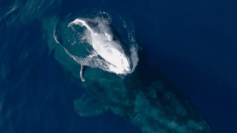 In Reunion, they listen to the song of the whales of the Indian Ocean to better understand them