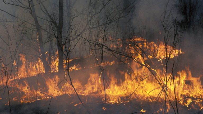 In Russia, major forest fires and few means to fight them, in particular because of the war in Ukraine