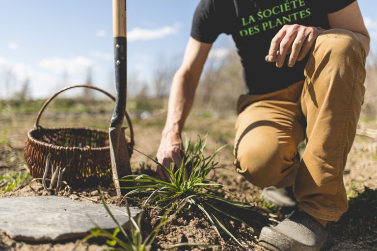 Keep summer |  In the garden and at the table with the genius of seeds