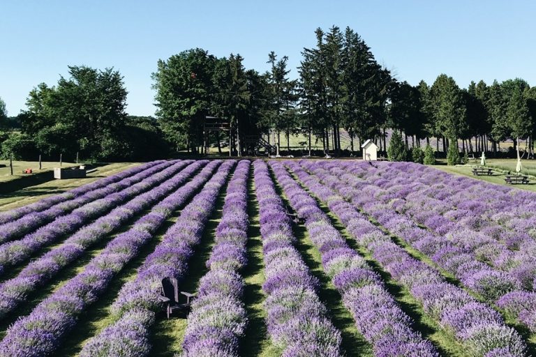 Lavender season is upon us