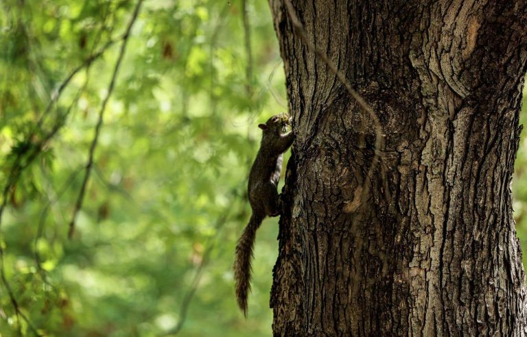 [Le Devoir de cité] The squirrel, this turbulent neighbor