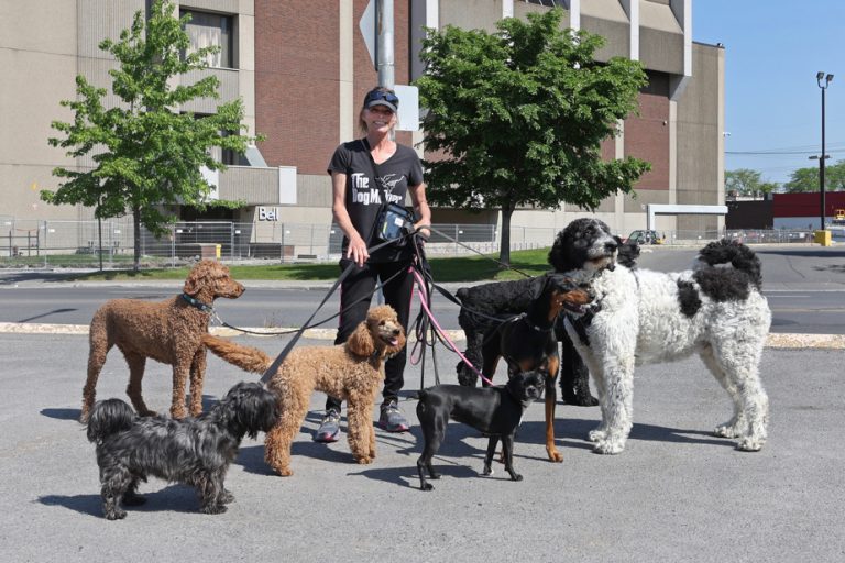 Life, the city |  A trip with a dog walker