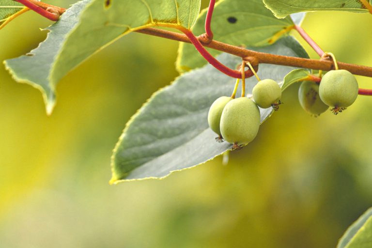 Local flavors |  Amazing kiwis from here