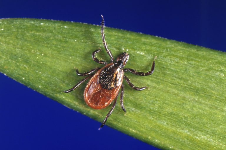 Lyme disease |  Rebound in cases in Quebec in 2021