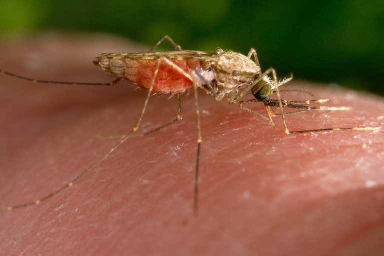 Malaria |  A first spread in the country in 20 years