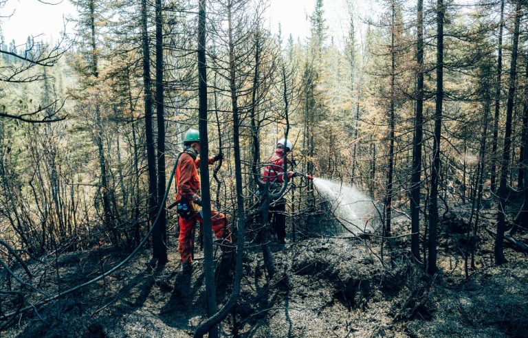 More than 10,000 km² of forests burned in intensive zones in Quebec