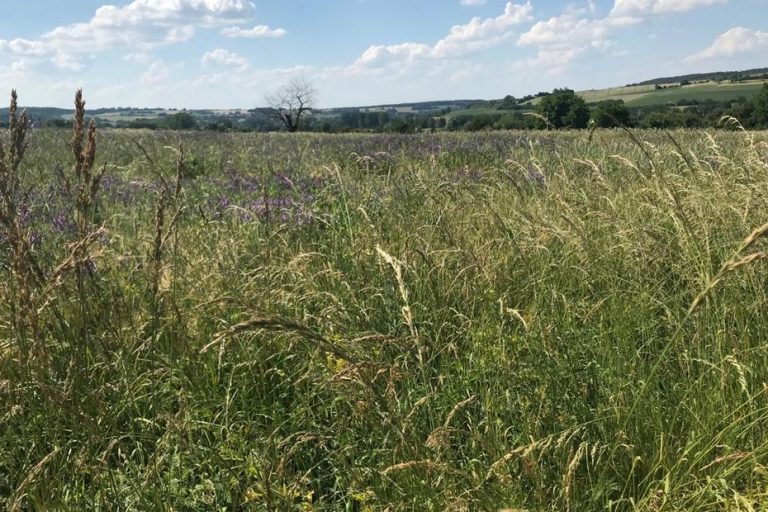 Naturalists from Alsace Bossue mobilized against a future road link, “this project from the 1970s no longer meets current environmental requirements”