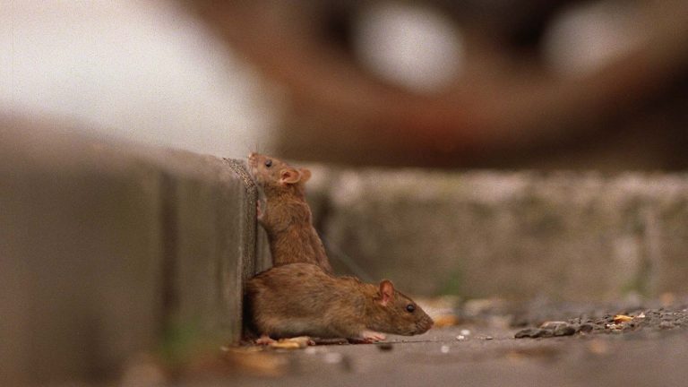 New Zealand wants to eradicate rats by 2050