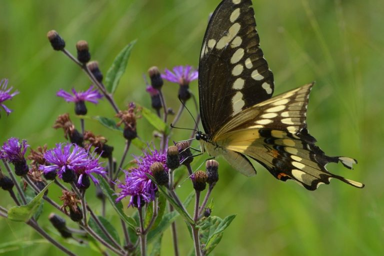 New colors among our butterflies