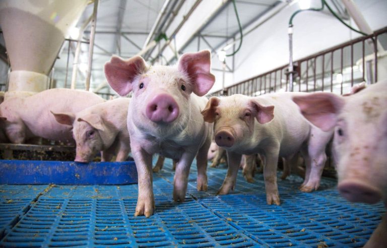 Opinion — Double standards in the privatization of animal welfare