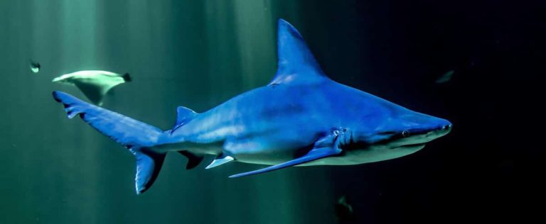 Overfishing threatens reef sharks with extinction, study warns