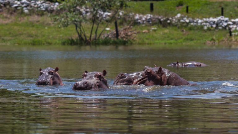 Pablo Escobar’s hippos are twice as numerous as we thought!