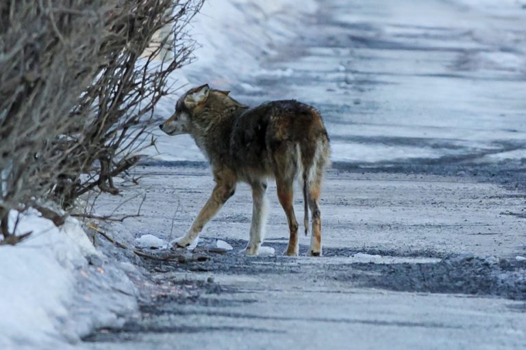 Pointe-aux-Trembles |  Montreal attempts to euthanize two coyotes