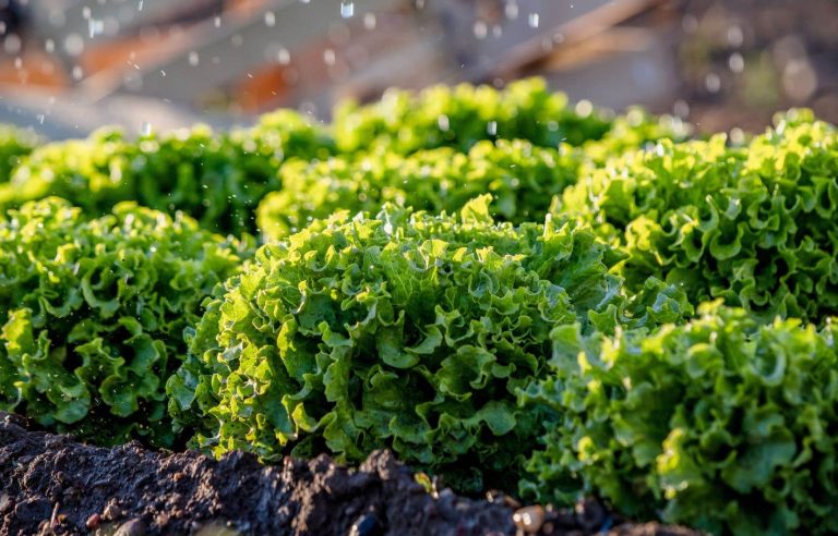 Practical guide to harvesting tasty salads all summer long