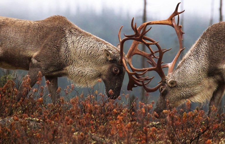 Quebec accused of preparing a “strategy of extinction” of the caribou