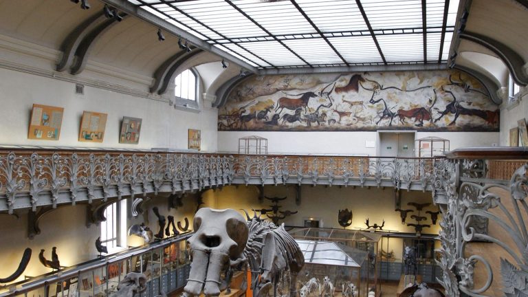 REPORTING.  How the teams of the National Museum of Natural History gave a new lease of life to the mammoth of Durfort