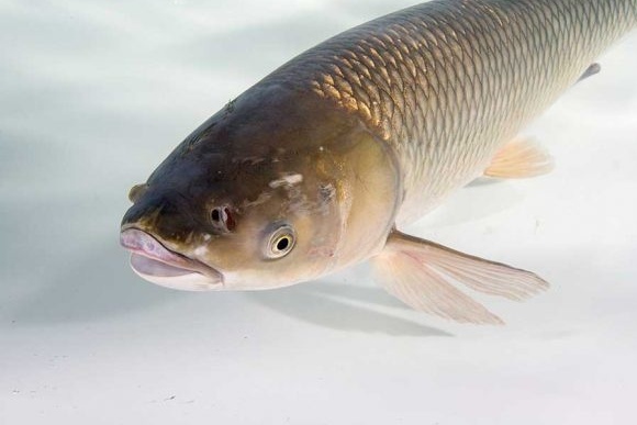 Rare and invasive fish |  Two grass carp observed in the Richelieu River