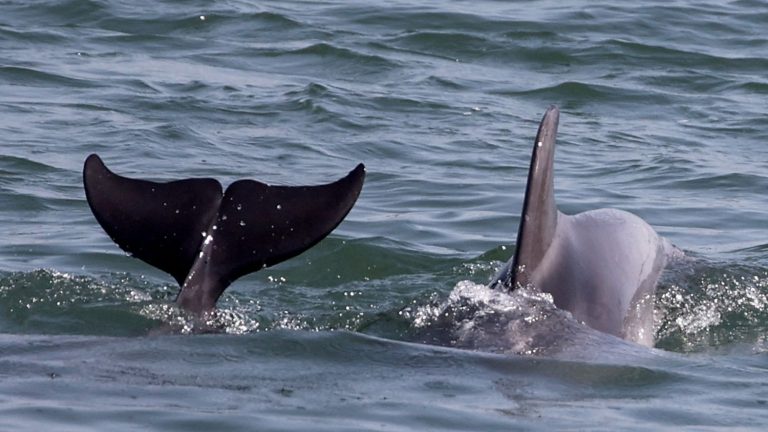 Russia uses dolphins to protect its military base in Sevastopol, according to British intelligence