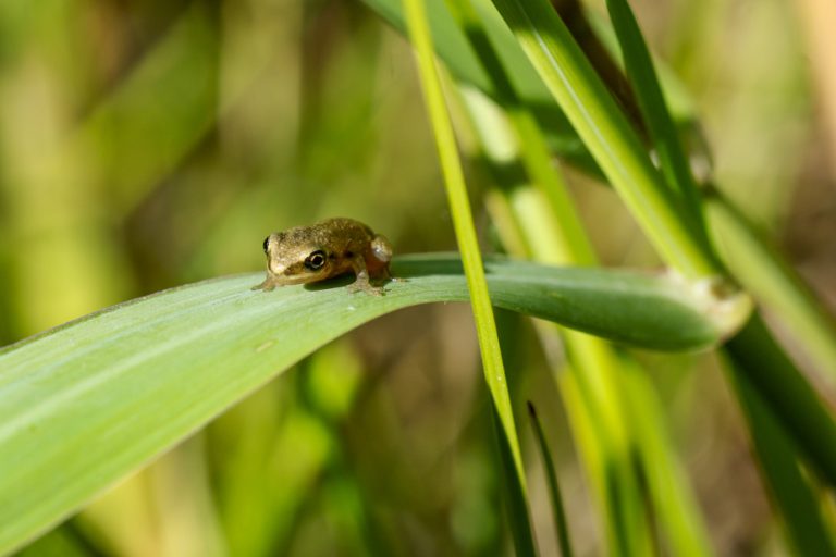 Science to the rescue of the chorus frog