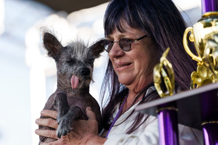 Scooter, voted the ugliest dog in the world