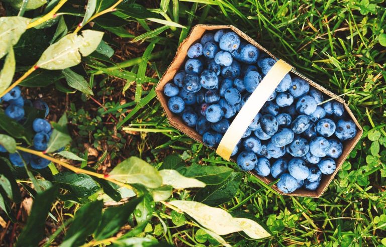 Six Nordic fruits to discover by U-pick