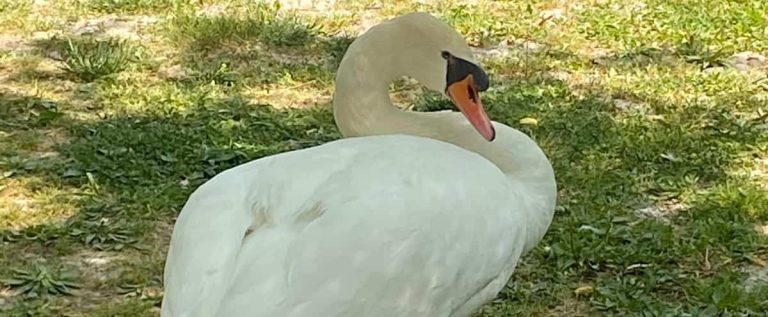 Teenagers accused of killing and eating a mummy swan