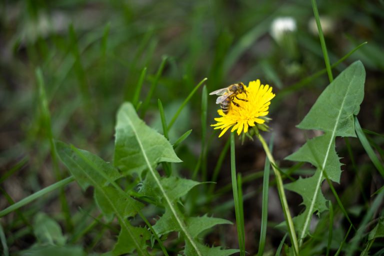 The editorial answers you |  The amazing power of dandelion