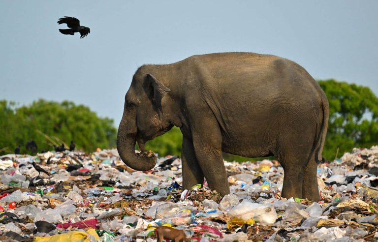 The elephantine problem of plastic waste in Sri Lanka