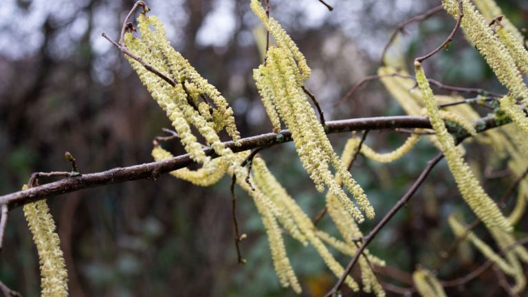 The seasonal song of the pollens