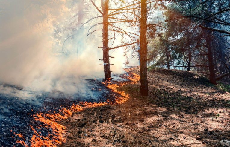 Threatened by forest fires, Sept-Îles declares a state of emergency