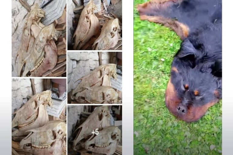 Trafficking in dead animals discovered in Charente-Maritime