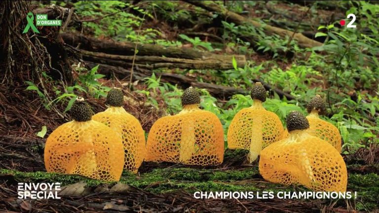 VIDEO.  Champ mushrooms!