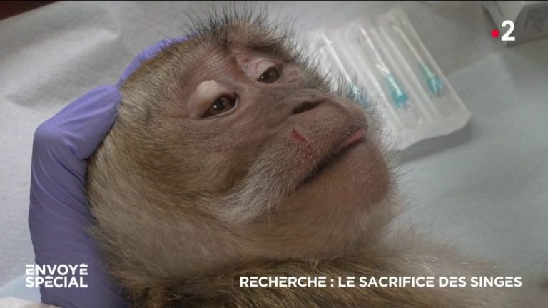 VIDEO.  Search: monkey sacrifice