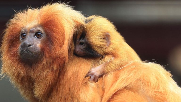 Visit of the Menagerie, the Jardin des Plantes zoo in Paris