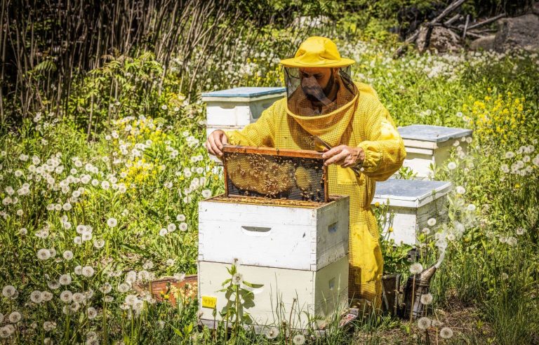 Why is your pot of Quebec honey likely to cost more soon?