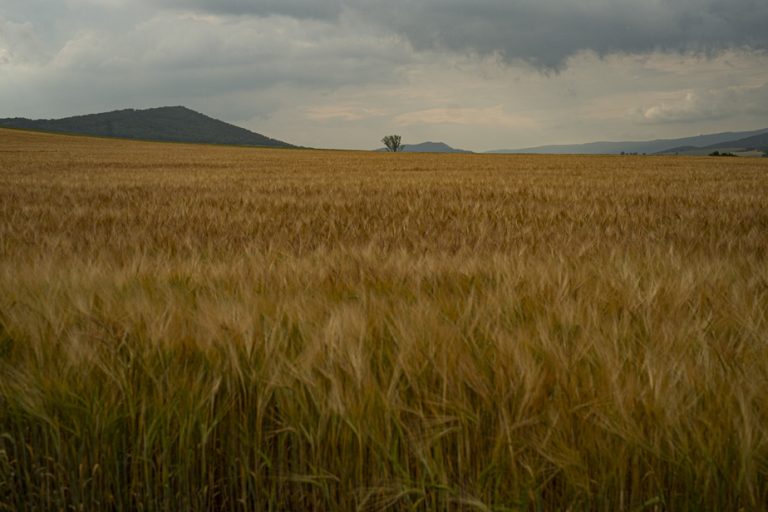 World wheat production higher this year