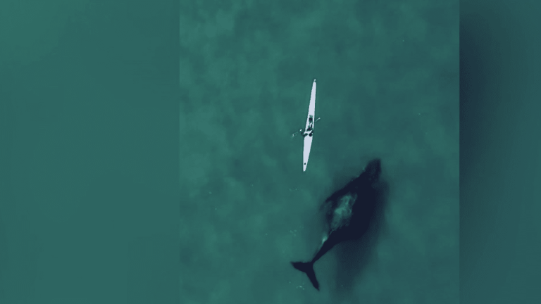 a kayaker and a humpback whale meet over several kilometers