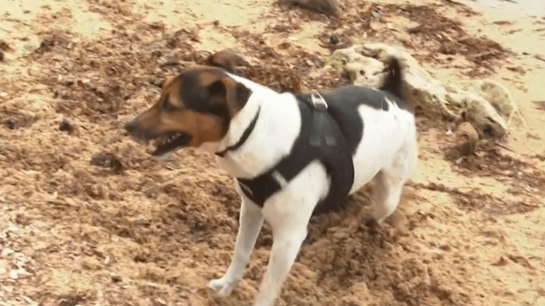 a new beach accessible to dogs