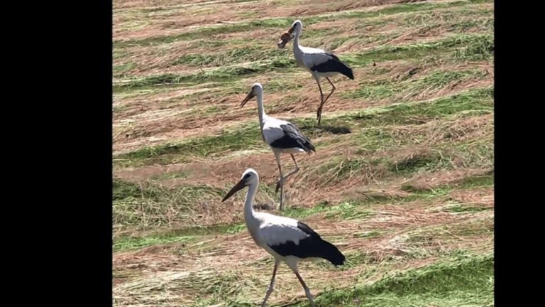 a stork, trapped by our waste, was saved