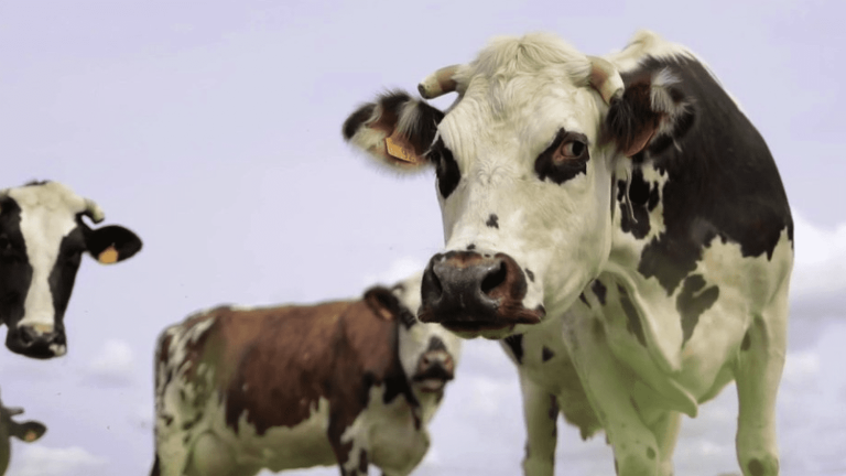 breeders are mobilizing to save the Normandy cow